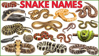 Snake Names for Kids | Learn 20 Snakes Name in English with Sounds | Reptiles and Crawling Animals