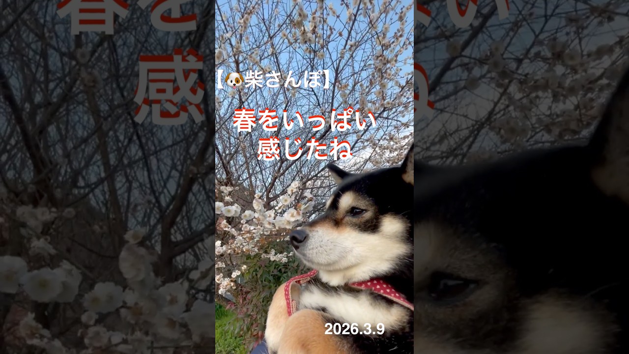 【春をいっぱい感じたね】🐶【柴さんぽ】（26.3.9）【しあわせを知った柴犬のお話し】