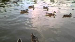 Ice Cream for the ducks