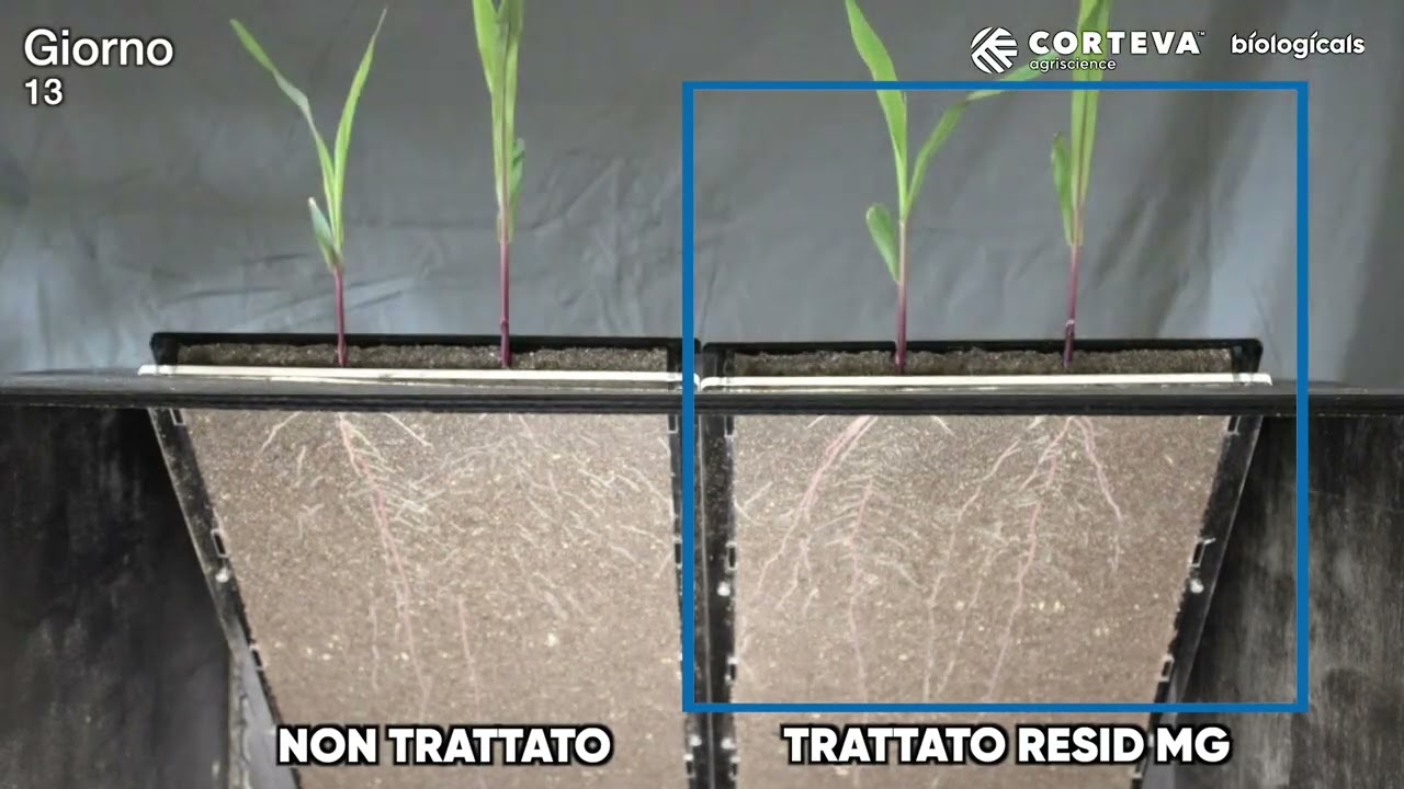 Resid MG  su Mais - le prove sperimentali