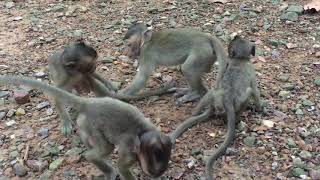 Poor Baby Monkey Lori Playing With Friends, Happy, Happy.