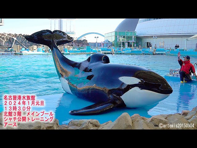 超レア⭐️水族館限定シャチに乗ったキティ根付⭐️2004年 ご当地キティ シャチ ハローキティ シャチ 水族館限定 根付