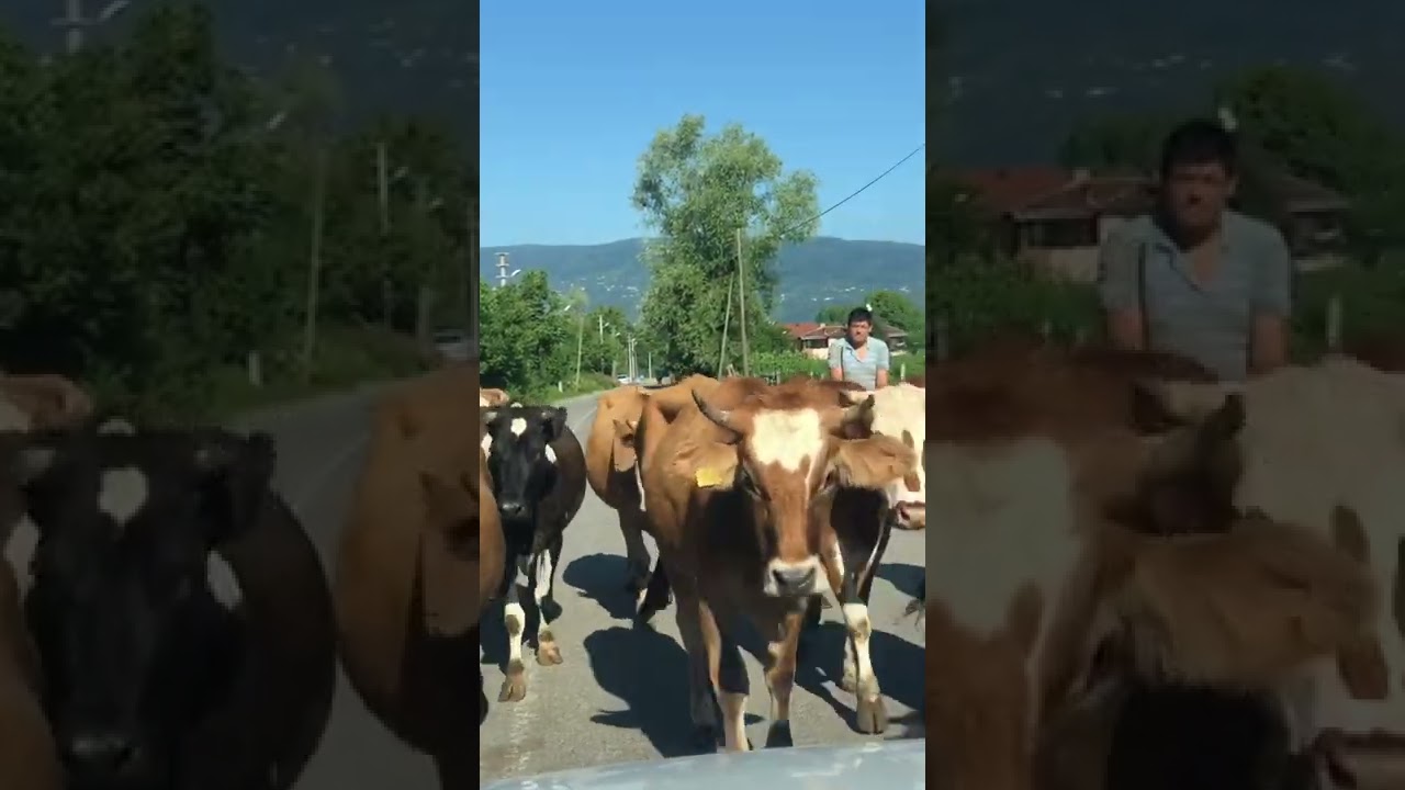 Gölyaka da yaşamanın ayrıcalıklarından bir tanesi doğal yaşam 🐄