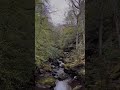 Walk in the woods #4k #nature #walking #derry #ambientwalk #wood #forest #somewhere