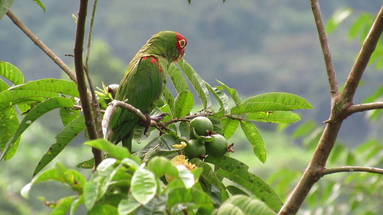 Perico de Orcés / El Oro Parakeet / Pyrrhura orcesi