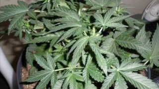 Big Devil autoflower marihuana grow in a box .wmv