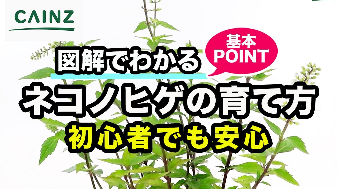 ネコノヒゲ 別名 キャッツウィスカー の育て方 カインズ花図鑑 Youtube