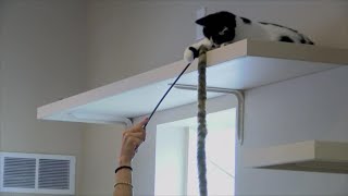 Cat cafe opens in Valley Junction Wealth