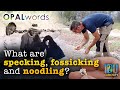What are "Specking", "Fossicking" and "Noodling"? Opal Words at Lightning Ridge