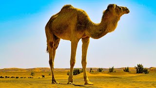 64 Minutes of Relaxing Desert Landscapes #relaxation #desert #beautifulnature