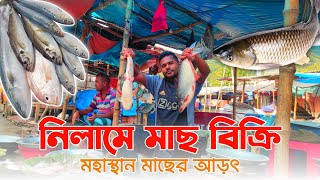 উত্তরবঙ্গের সবচেয়ে বড় মাছের আড়ৎ || নিলামে মাছ বিক্রি