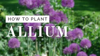 Allium Planting Tutorial