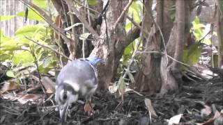 Blue Jay, Young Adult, Hunting And Pecking For Food