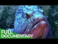 Underwater Creatures - The Legacy of Jacques Cousteau | Free Documentary Nature