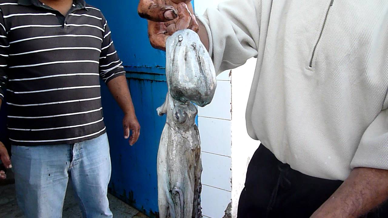 and the plural of octopus is.....