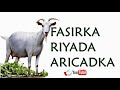 Riyada Aricadka Qofkii Riyo Ku Arko Aricad Ama Orgi Ama Waxar Riyadaas Fasirkeeda Oo Faahfaahsan