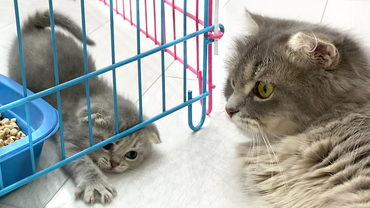 Выпусти нас, мама! Котята пытаются выбраться из клетки!