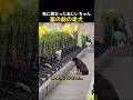 先に旅立った飼い主の墓を訪れた老犬
