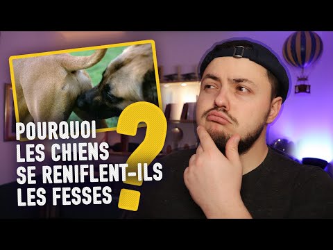 Vidéo: Pourquoi mon chien est-il si hyper?