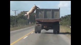 Haber. Domuz Ukraynalı Kaçtı