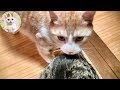 やきもち焼きの猫　The jealous cat.