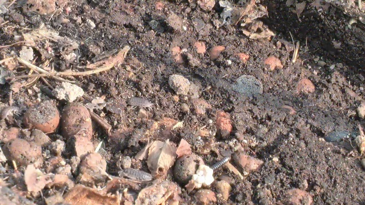 Visste du det här om GRÅSUGGAN? 