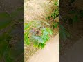 #viralvideo #bodhyakicomedy #trees #for#meraghar