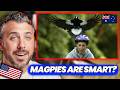 American Learns Australia Magpies Everything You Need To Know