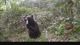 ヒグマの姿、偶然カメラに 札幌近郊の森、出没相次ぐ