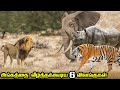 Top 6 Animals that can defeat a Lion in Tamil | சிங்கத்தை வீழ்த்தகூடிய 6 விலங்குகள் | savage point