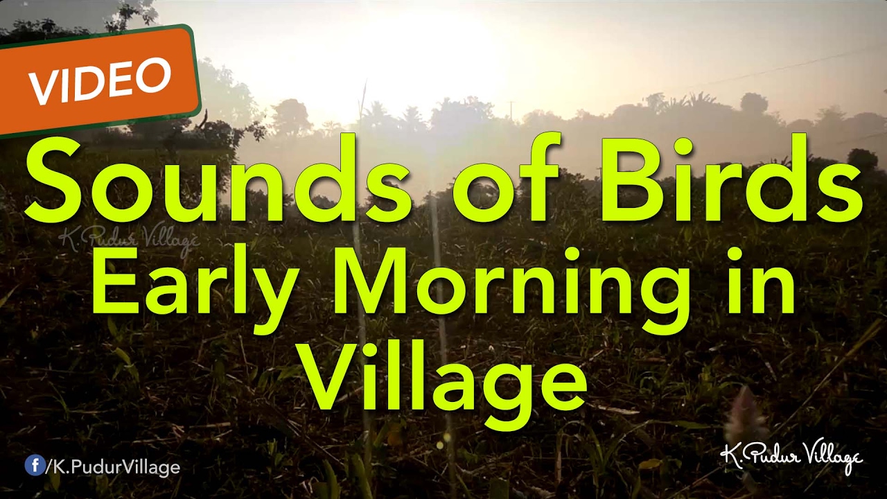 Sounds Of Early Morning In Village
