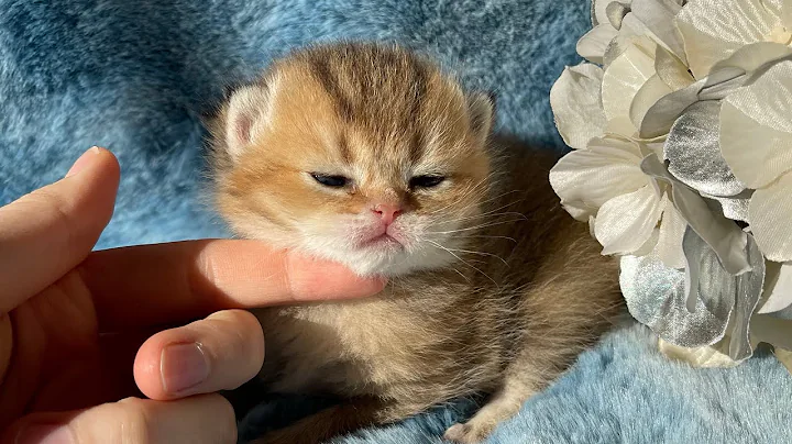 Video 1866711: breed british shorthair, british shorthair girl, sweet british shorthair, cattery