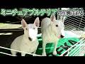 トレーニングジムの看板犬