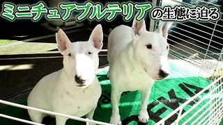トレーニングジムの看板犬