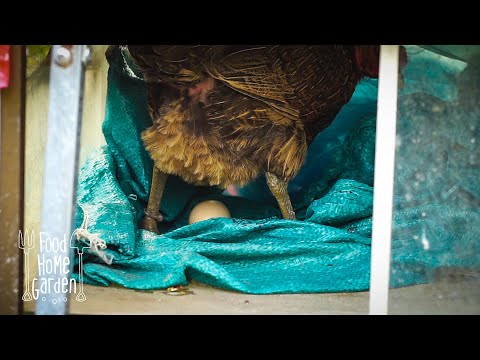 Video Quá trình gà mái đẻ trứng | Chicken lays egg Food Home... - youtube