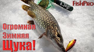 Первый лед.  Раттлины.  Огромная щука. 6 кг 300 гр!!!