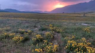 Dersi̇m Dört Dağ İçi̇nde...esen Aşci