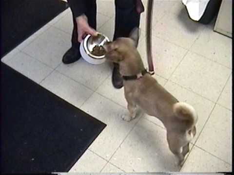 capo-aggression-food-trial-ii