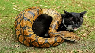 Celebrity Python Strangles Pregnant Cat. Look Who Comes to Her Rescue! Net Worth