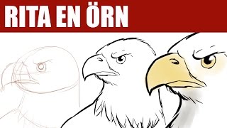 Lär Dig Rita En Örn - Det Enkla Sättet