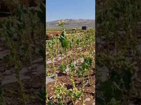 مزارع الدخان في يعبد جنين 