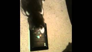 Cat Playing Fruit Ninja