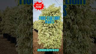 “Ficus Starlight Plant – Complete Care, Pruning & Propagation Guide” #shorts #plants #agriculture