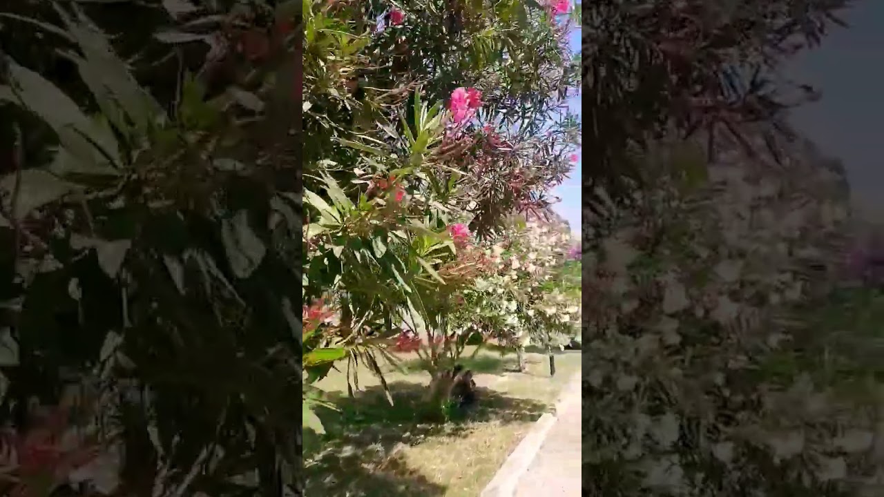 Цветы на деревьях 