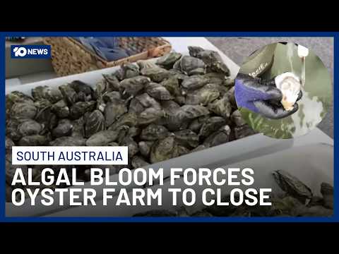 South Australian Oyster Farm Pacific Estate Oysters Forced To Close Due To Algal Bloom | 10 News