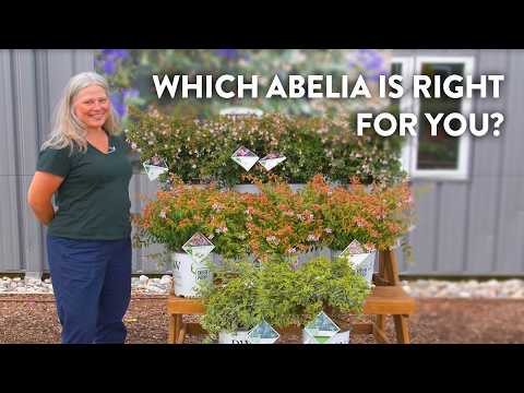 Which Abelia is Right For You?