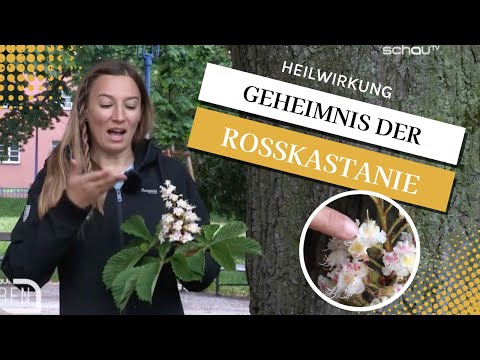 Video: Was ist eine rote Rosskastanie: Tipps für den Anbau eines roten Rosskastanienbaums