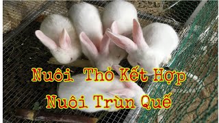 Mô Hình Nuôi Thỏ Kết Hợp Nuôi- Nuôi Giun Quế /cách nuôi thỏ new dealand