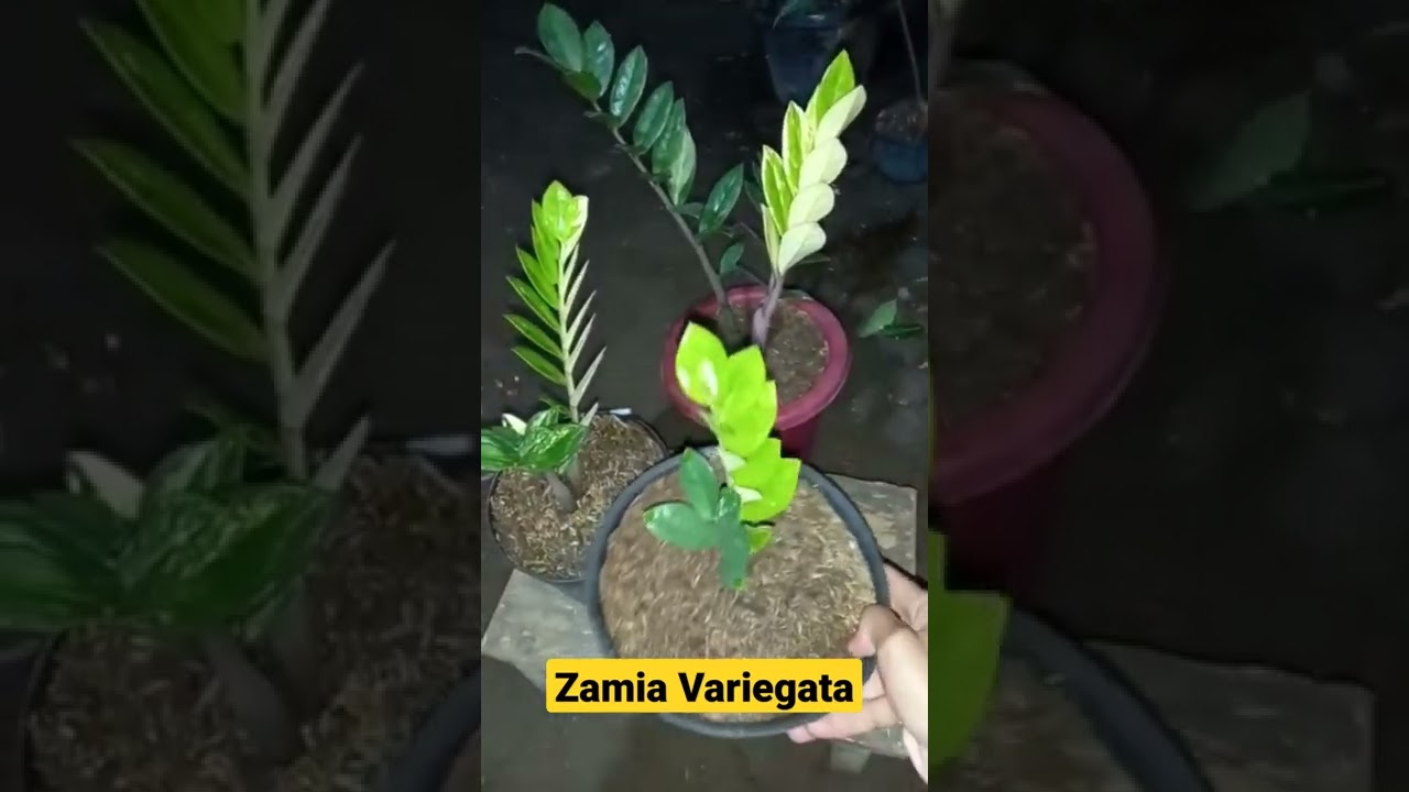 Cara Merawat, Memperbanyak, Budidaya & Update Harga Tanaman Hias Aroid