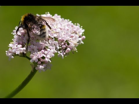 Видео: Дати на засяване на Valerian Officinalis